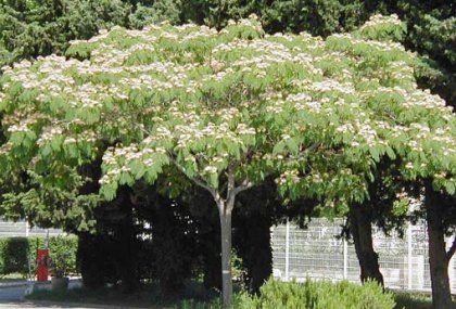 ALBIZZIA JULIBRISSIN (GÜLİBRİŞİM-İPEKAĞAÇ)